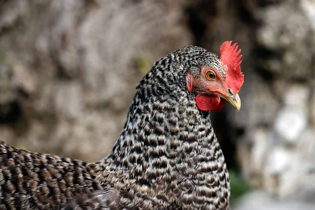Barred Rock Chicken Close-Up