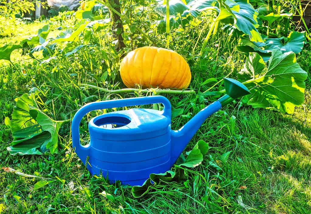 Large yellow pumpkin in the garden and blue watering can near