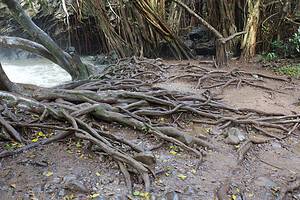How Deep Do Tree Roots Go? Discover the Depth of Common Trees Picture