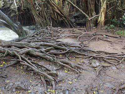 A How Deep Do Tree Roots Go? Discover the Depth of Common Trees