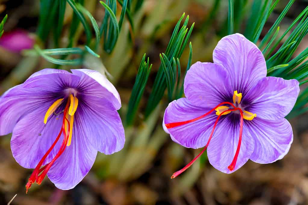 Crocus sativus Saffronspicze. The vivid crimson stigmas and styles, called threads, are collected to be used mainly as a seasoning agent in food. It is among the world's most costly spices by weight.