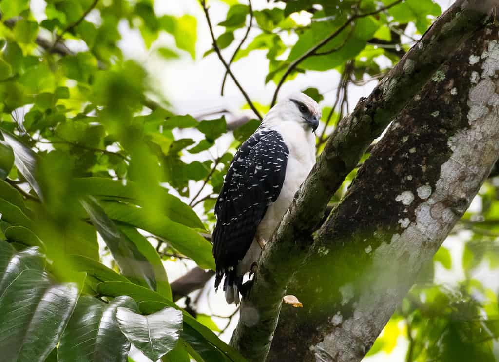 White Hawk or Pseudastur albicollis