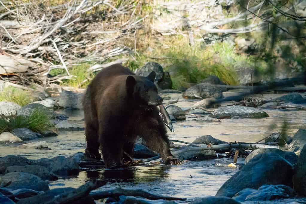 Tahoe,Mother,Bear,Fishing,In,Taylor,Creek,In,Lake,Tahoe