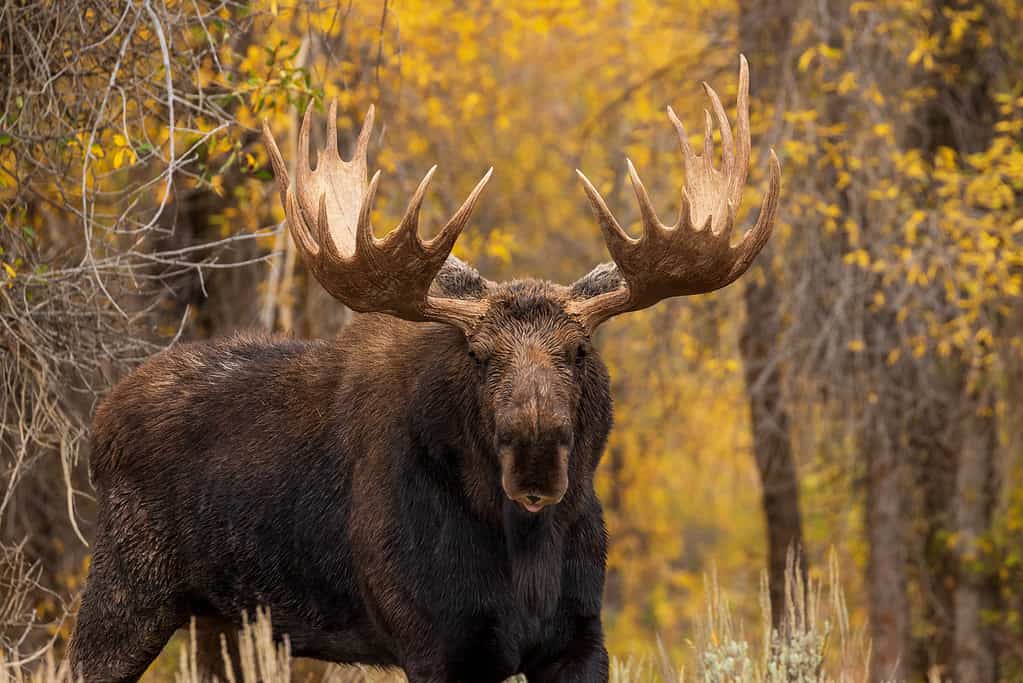 A large brown Moose stands in a grassy field, with trees in the background.