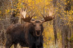 Modern Giant! The Largest Moose Ever Caught in Montana Picture
