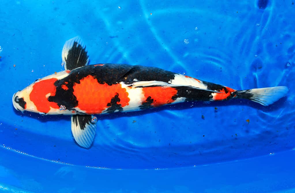 Cá koi Sanke bơi trong nước- một trong những loại cá koi đắt nhất