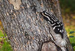 Eastern Spotted Skunk (Spilogale putorius) Climbs on Tree Trunk