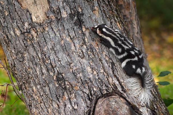 Eastern Spotted Skunk (Spilogale putorius) Climbs on Tree Trunk