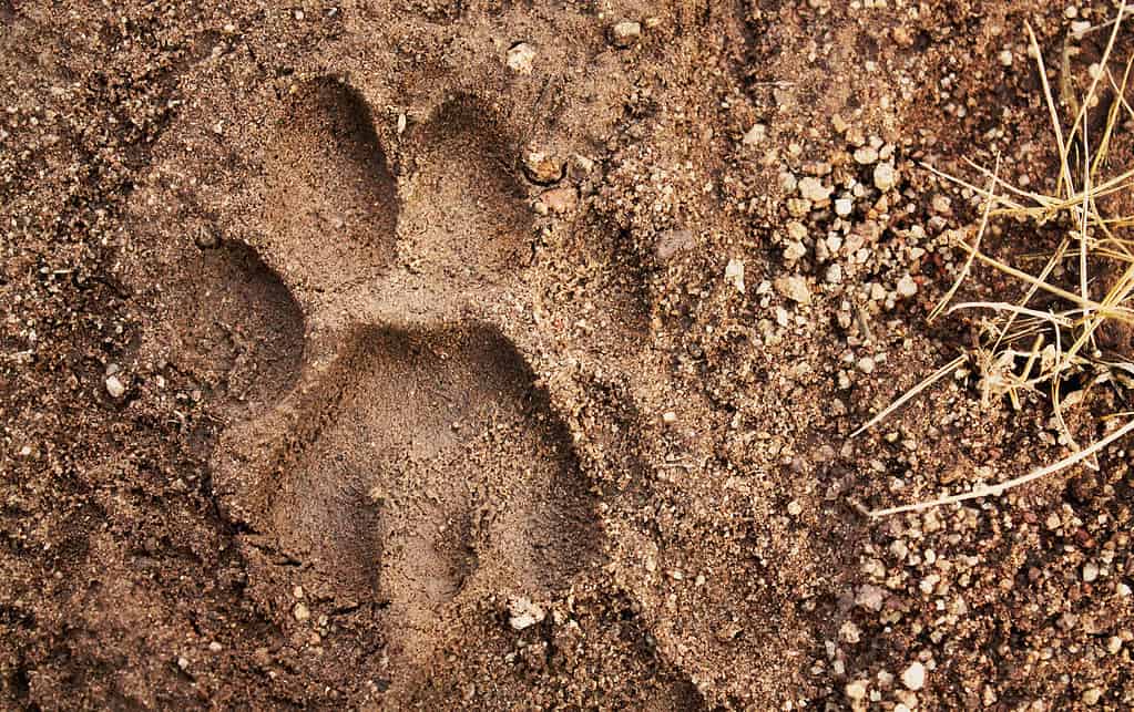 mountain lion tracks versus dog