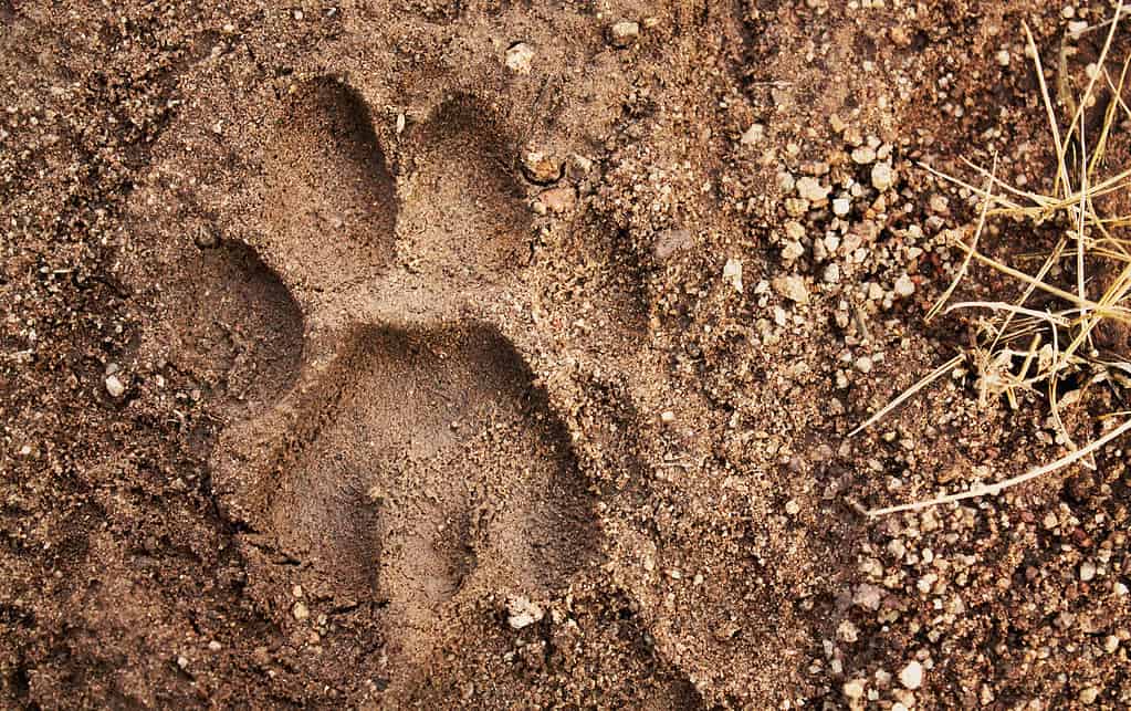 Mountain lion tracks