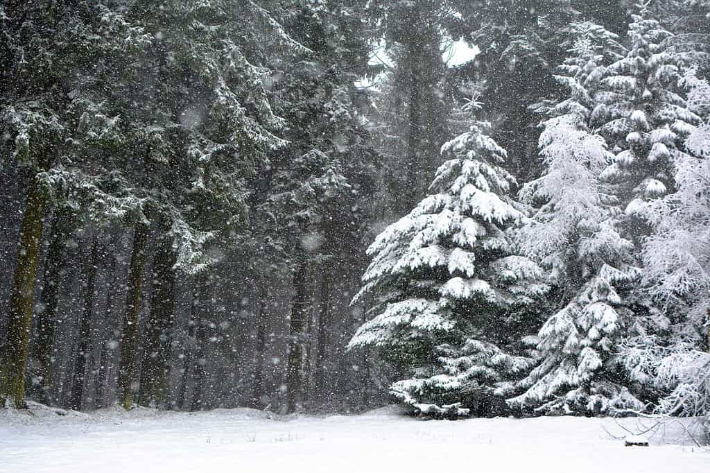 Forest with conifer trees during heavy snow storm in winter
