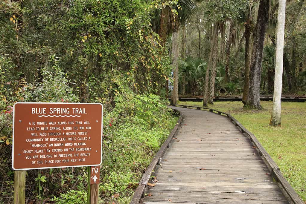 Blue Springs State Park florida