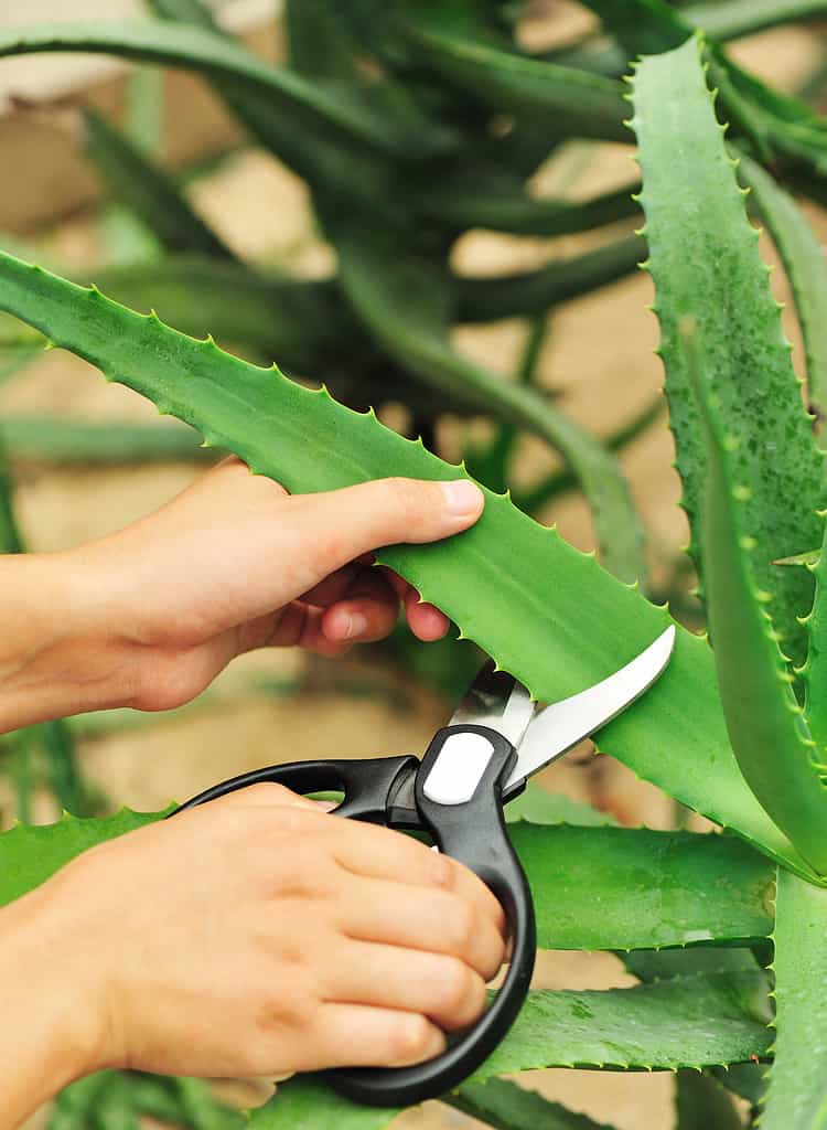 Two light-skinned hands are visible cutting a leaf from an ale vera plant. The righthand is holding a pair of scissors that have black handles and silver blades. The Aloe Vera plants green.