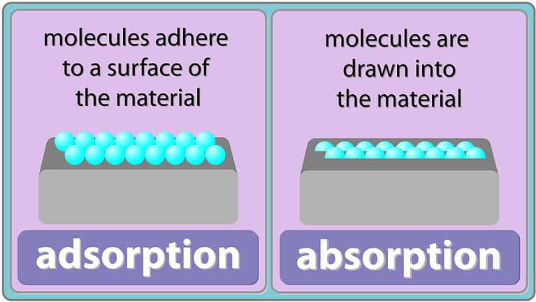 Absorption Vs Adsorption: Key Differences And Examples - A-Z Animals