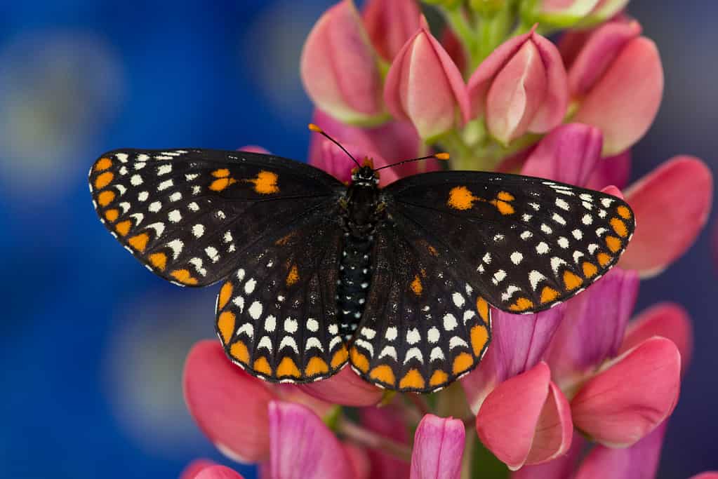 Baltimore Checkerspot Butterfly is Maryland's state insect. 