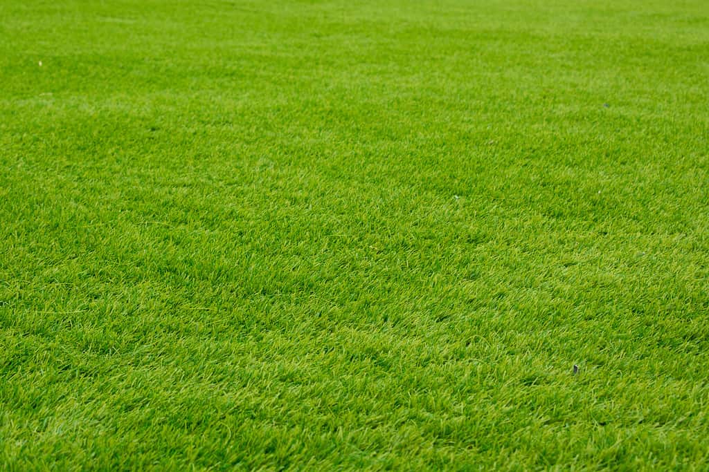 A close-up of Bermuda grass in a green lush lawn. 