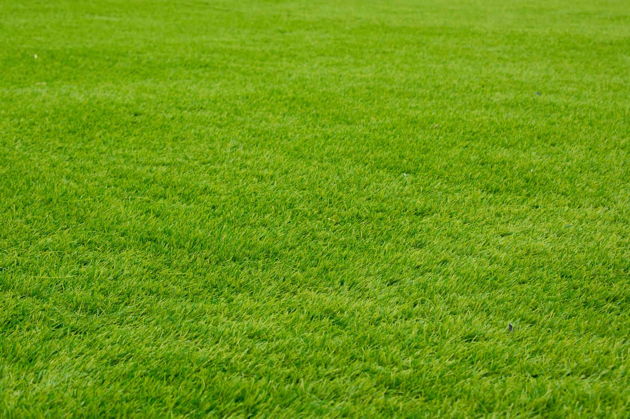 Tifway 419 Bermuda Grass: Benefits, Drawbacks, And More - A-Z Animals