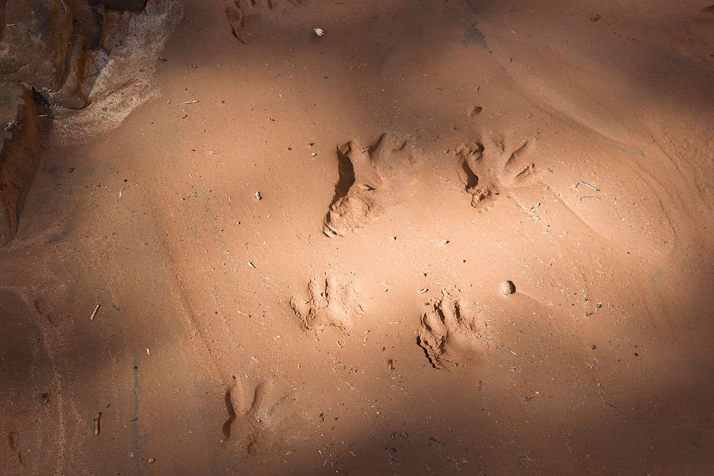 opossum tracks in mud in utah