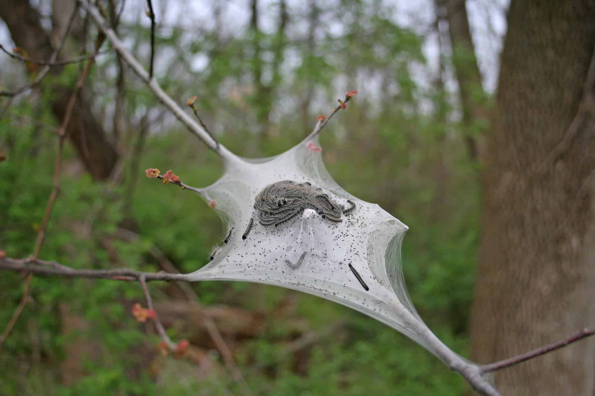 Discover The Moth That Can Kill 20 of North American Trees (European