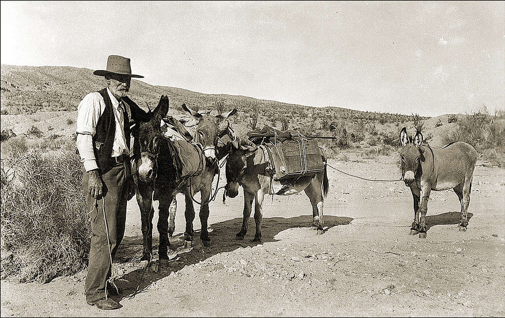 Vintage photo of a Prospector And Mules. A grizzled old man is visible in the left frame in front of his team of four mules/burros. The photograph is black and white.