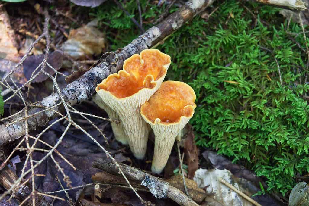 Woolly chanterelle Gomphus Turbinellus floccosus