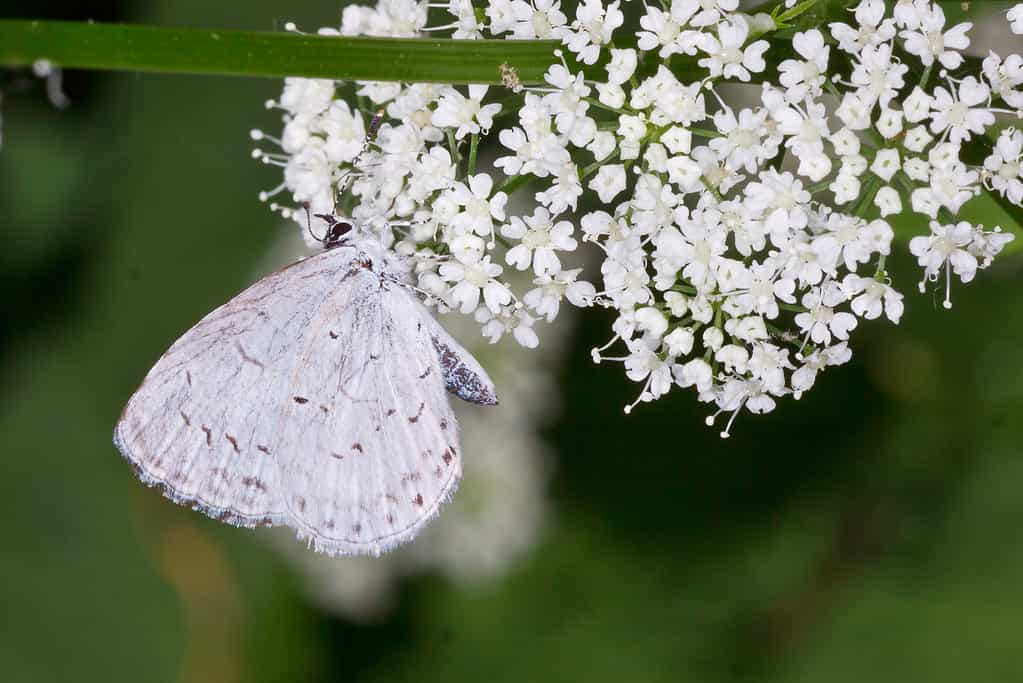 The Celastrina neglecta or summer azure butterfly eating nectar from white flowers.