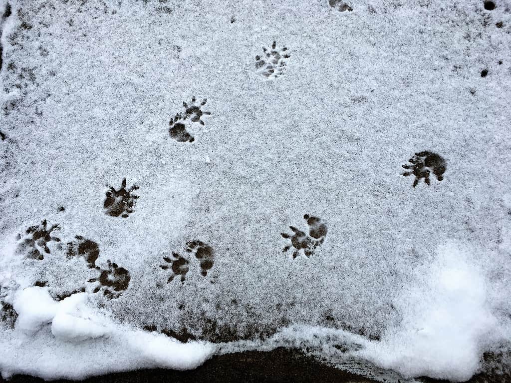 opossum tracks in snow