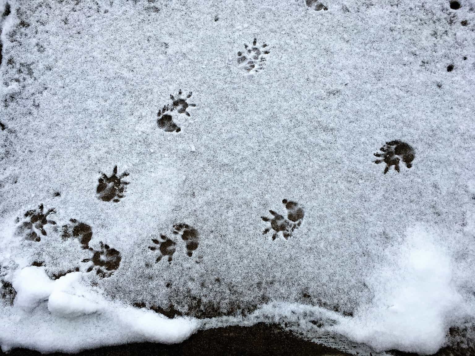 Opossum Tracks Identification Guide For Snow Mud And More A Z Animals   Shutterstock 1327491896 1536x1152 