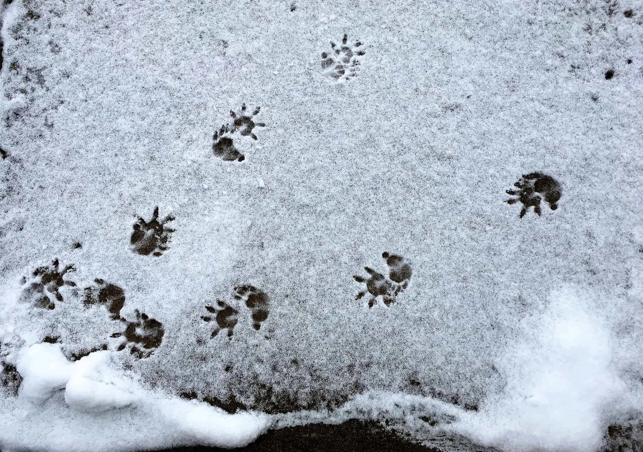 Opossum Tracks: Identification Guide for Snow, Mud, and More - A-Z Animals