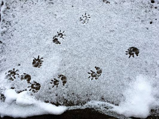 Opossum Tracks: Identification Guide for Snow, Mud, and More - A-Z Animals