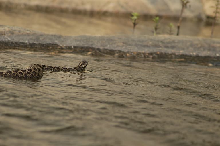 Eastern Massasauga Rattlesnake (Sistrurus catenatus catenatus)
