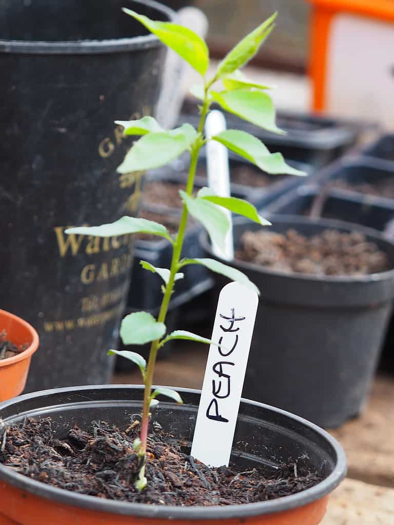 Peach tree sapling grown from a fruit stone in a pot in the greenhouse.