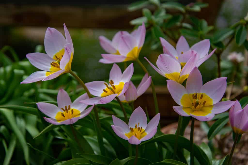 Tulipa saxatilis 'Lilac Wonder'