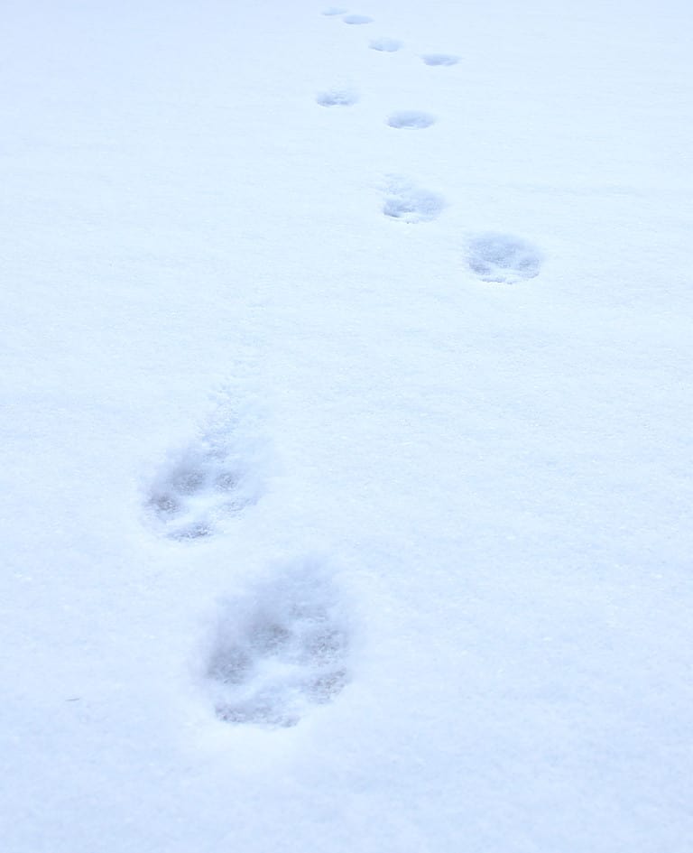 Cat Tracks: Identification Guide for Snow, Mud, and More - A-Z Animals