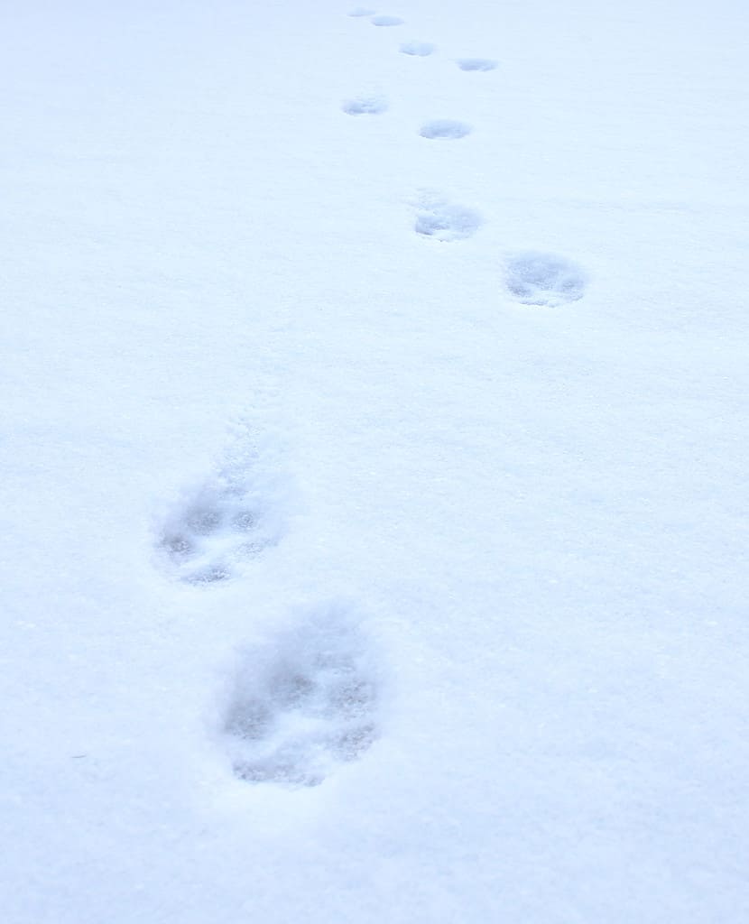 Cat paw print in snow