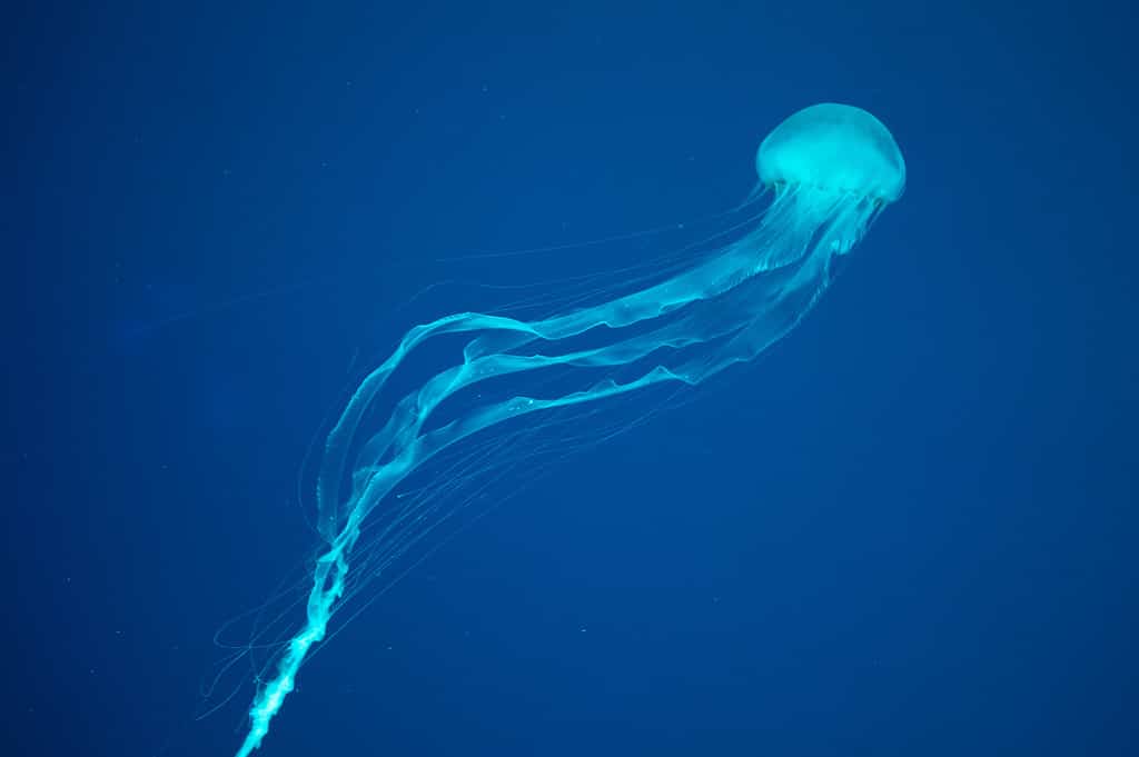 Box jellyfish would win a fight against an electric eel