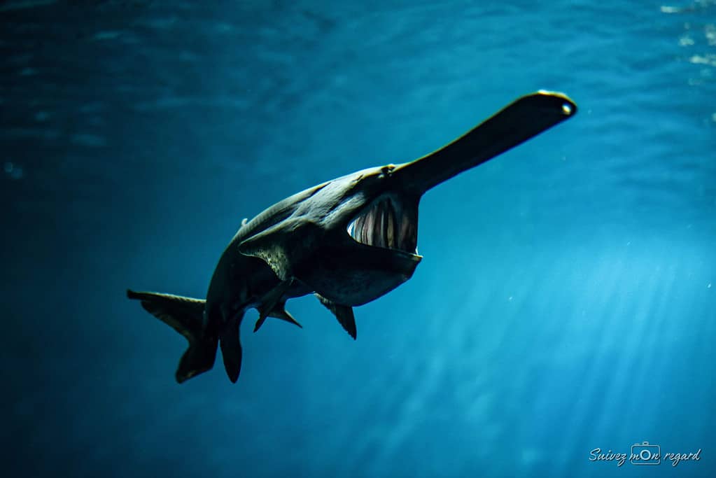 The average paddlefish is five feet long and weighs around 60 pounds.