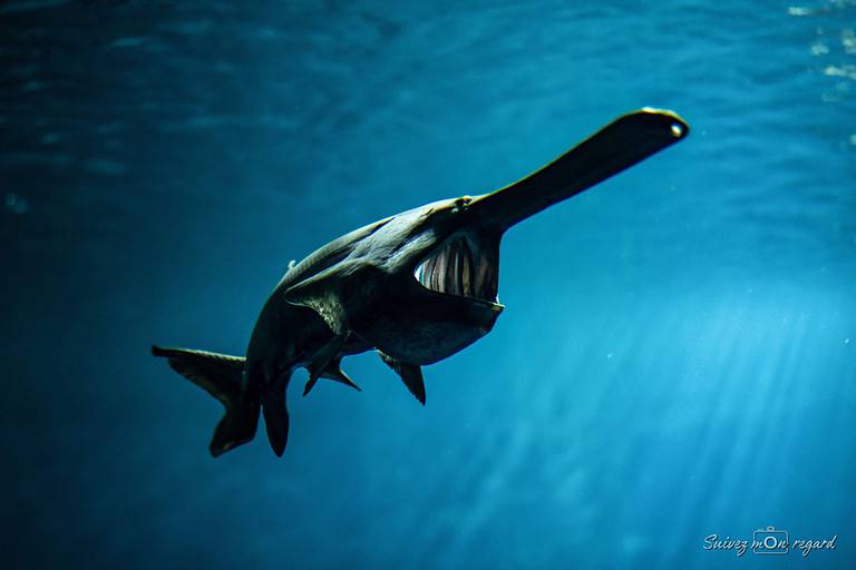 The average paddlefish is five feet long and weighs around 60 pounds.