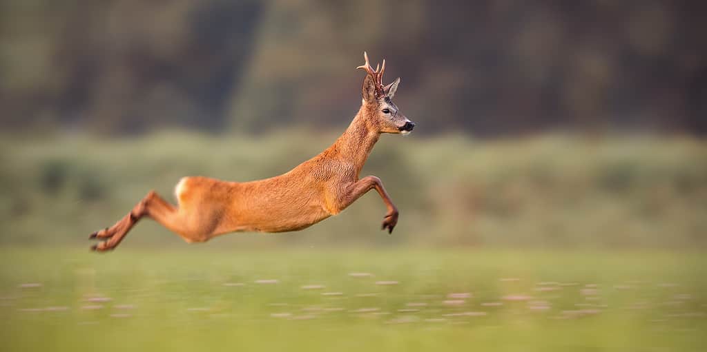 A deer sprints across a field