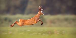 How High (And Far) Can a Deer Jump? Picture