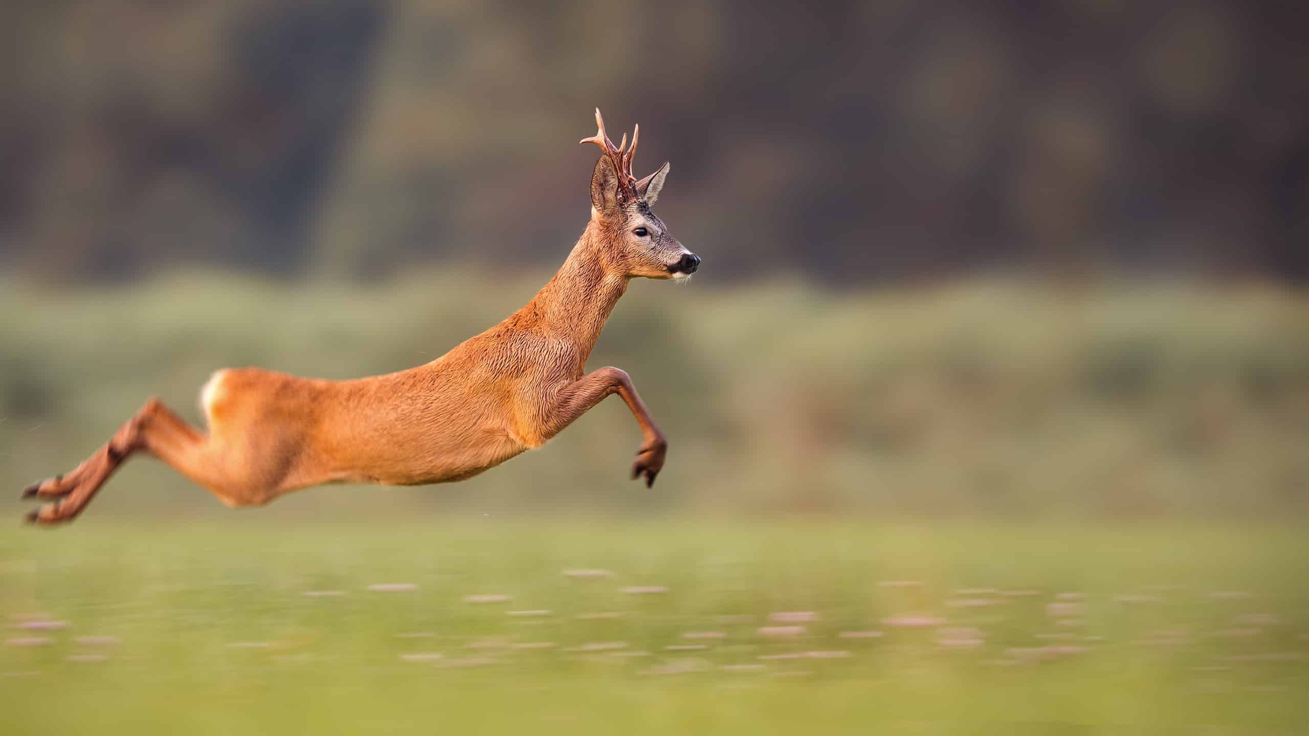 A deer sprints across a field