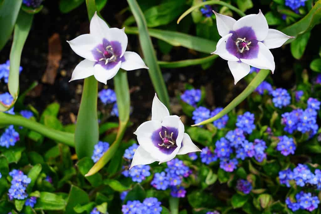 Tulipa humilis 'Alba Coerulea Oculata'