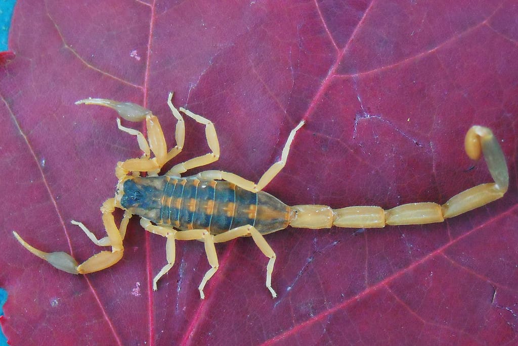 Striped bark scorpion on a purple leaf