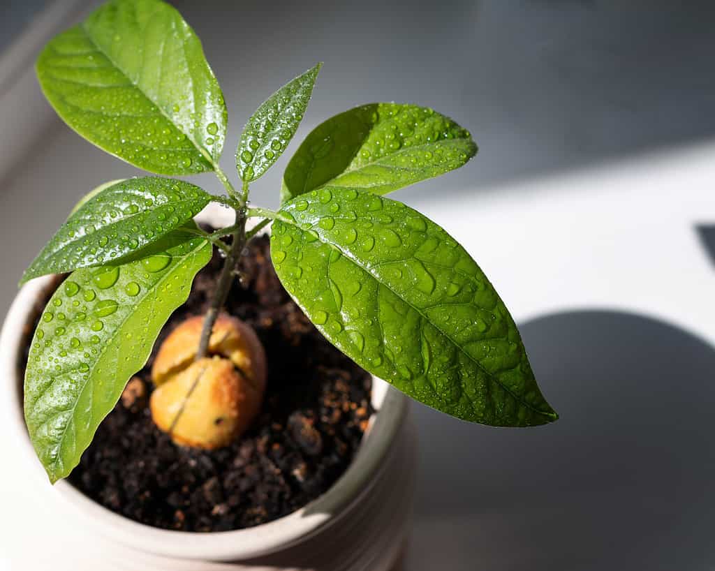 An avocado plant is visible in a white ceramic pot. The tan/yellow pit is visible in the soil. The plant has one stem with six spear shaped leaves. The leaves are shiny and have water beading on them, probably for aesthetics.