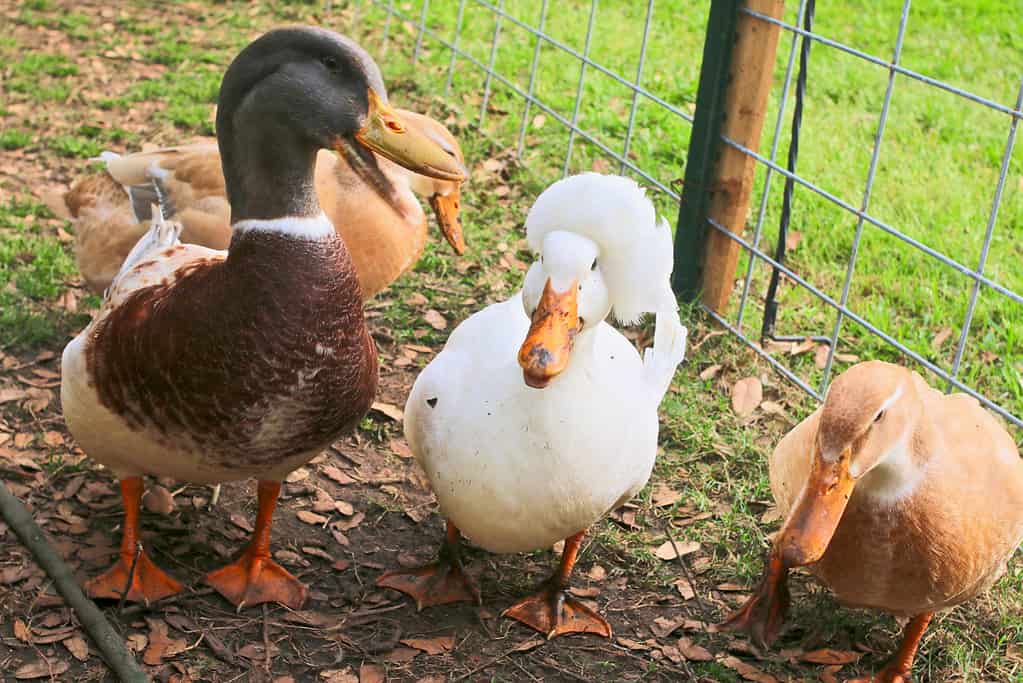 Saxony ducks