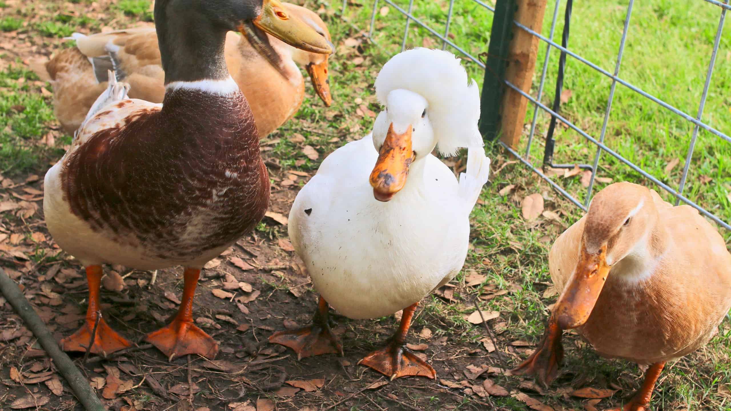Saxony ducks