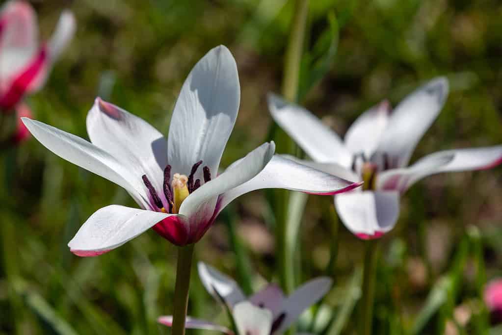 Tulipa clusiana 'Peppermint Stick'