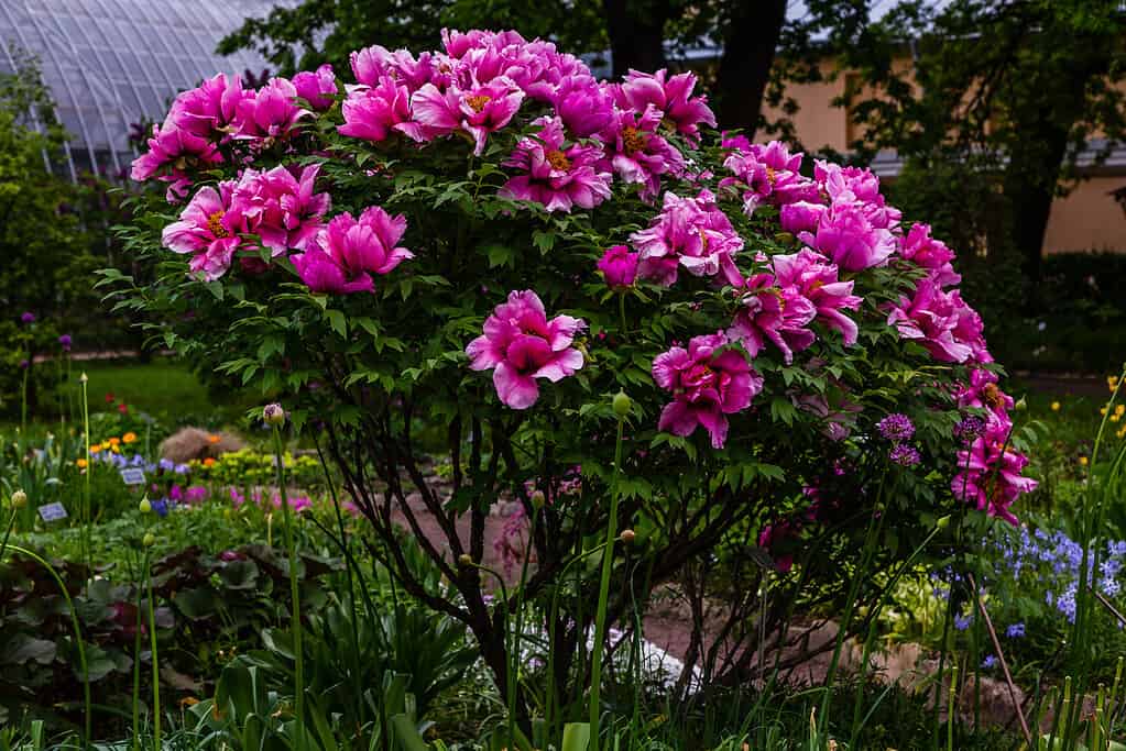 Paeonia x suffruticosa in spring garden. Paeonia blossom. Beautiful peony flowers on a natural background.