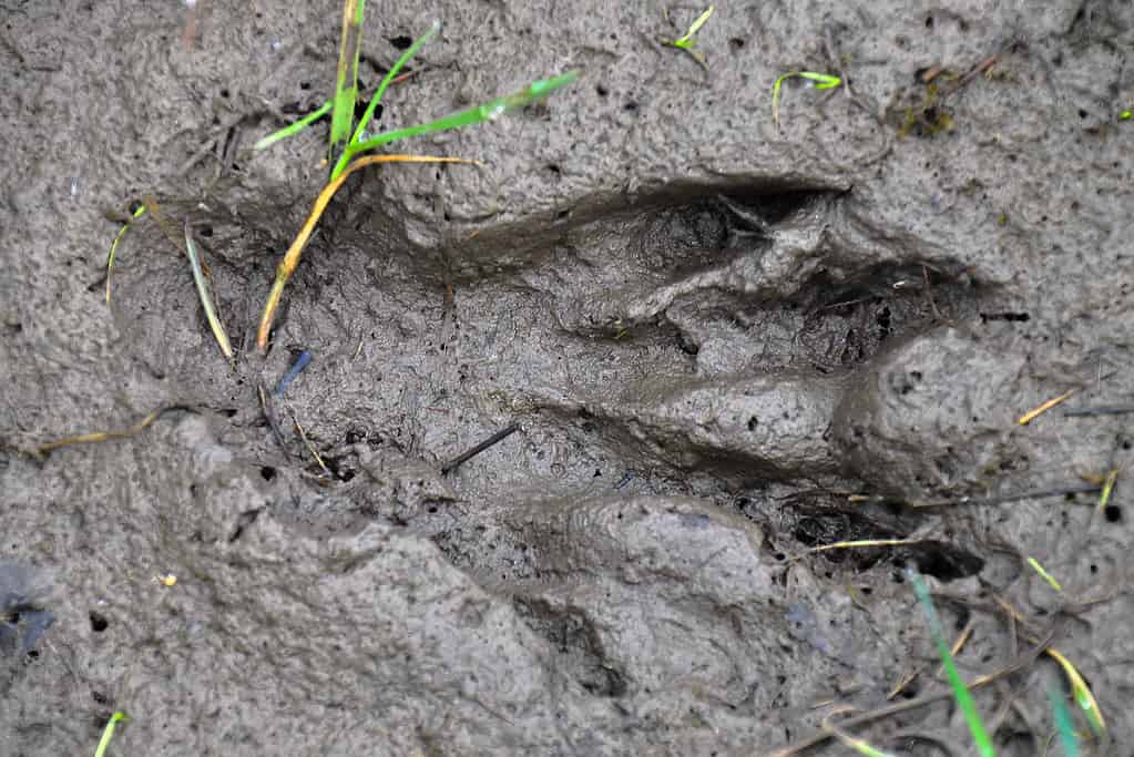 Beaver footprint in the mud