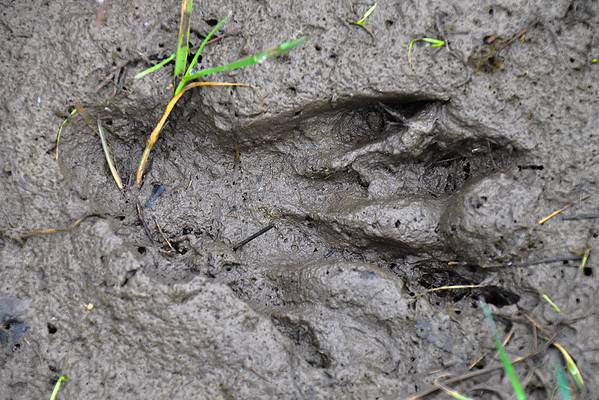 Beaver Tracks: Identification Guide for Snow, Mud, and More - A-Z Animals